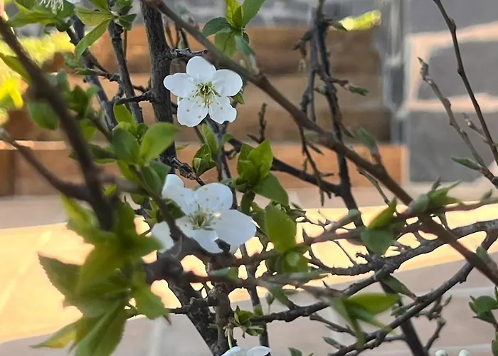 La Reineta Hébergement de vacances La Orotava