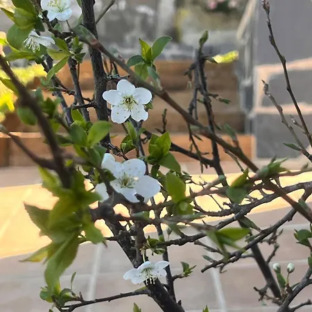 La Reineta 펜션 라오로타바